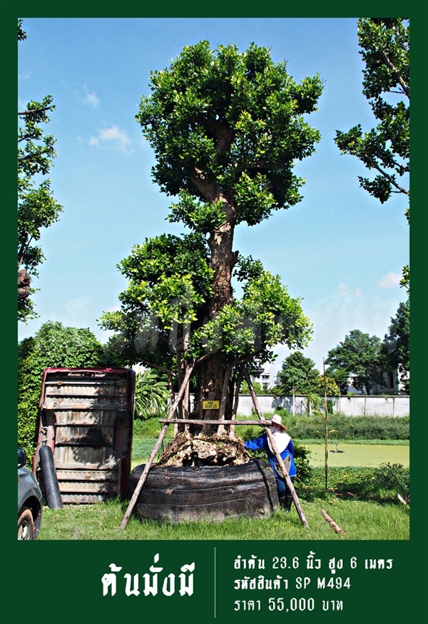 ต้นมั่งมี  NO.494 | สวนเป็นหนึ่งพันธุ์ไม้ - วัฒนา กรุงเทพมหานคร