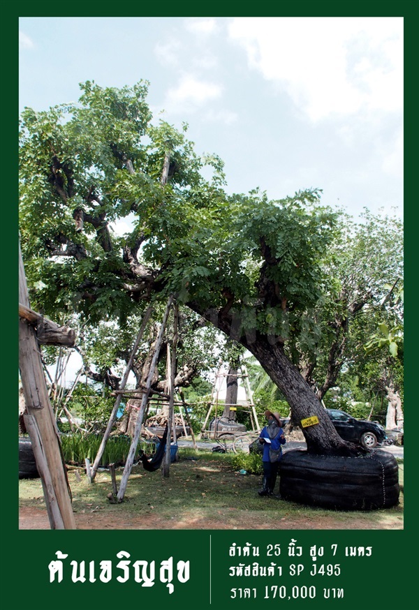 ต้นเจริญสุข NO.495 | สวนเป็นหนึ่งพันธุ์ไม้ - วัฒนา กรุงเทพมหานคร