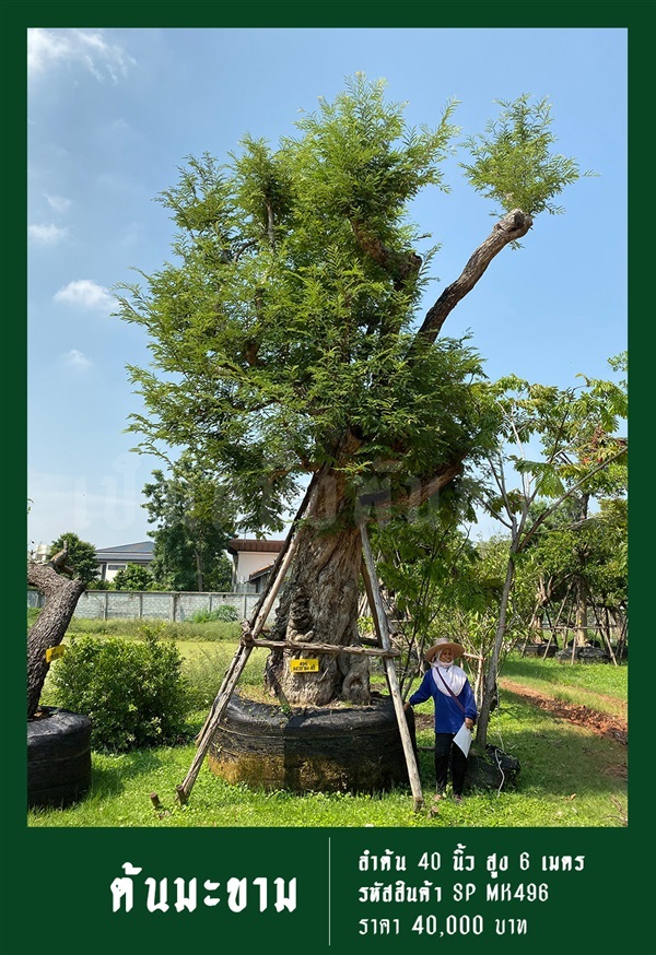 ต้นมะขาม NO.496 | สวนเป็นหนึ่งพันธุ์ไม้ - วัฒนา กรุงเทพมหานคร