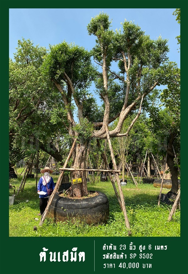 ต้นเสม็ด NO.502 | สวนเป็นหนึ่งพันธุ์ไม้ - วัฒนา กรุงเทพมหานคร