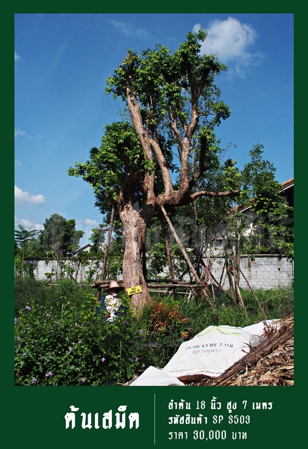 ต้นเสม็ด NO.503 | สวนเป็นหนึ่งพันธุ์ไม้ - วัฒนา กรุงเทพมหานคร