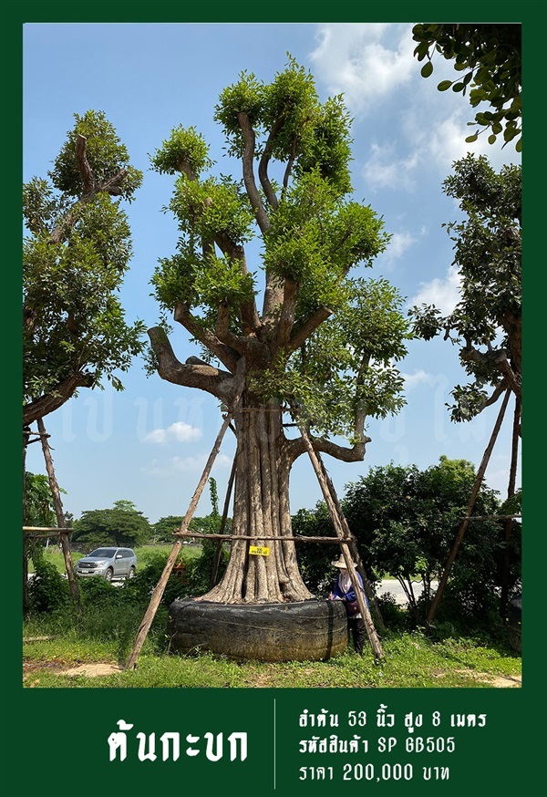 ต้นกะบก NO.505 | สวนเป็นหนึ่งพันธุ์ไม้ - วัฒนา กรุงเทพมหานคร