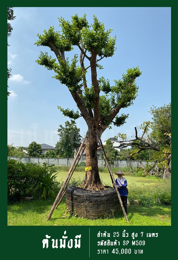 ต้นมั่งมี NO.509 | สวนเป็นหนึ่งพันธุ์ไม้ - วัฒนา กรุงเทพมหานคร
