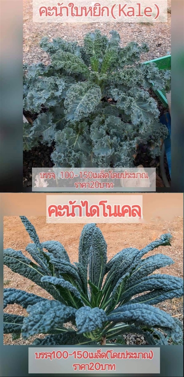 เมล็ดพันธุ์ผักคะน้าใบหยิก(เคล/Kale)