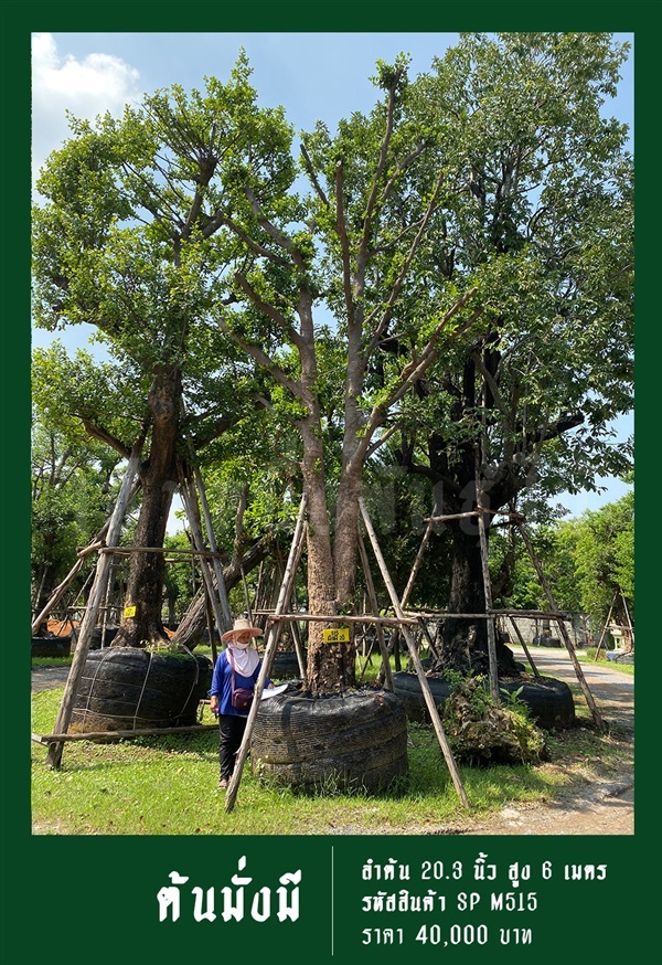 ต้นมั่งมี NO.515 | สวนเป็นหนึ่งพันธุ์ไม้ - วัฒนา กรุงเทพมหานคร