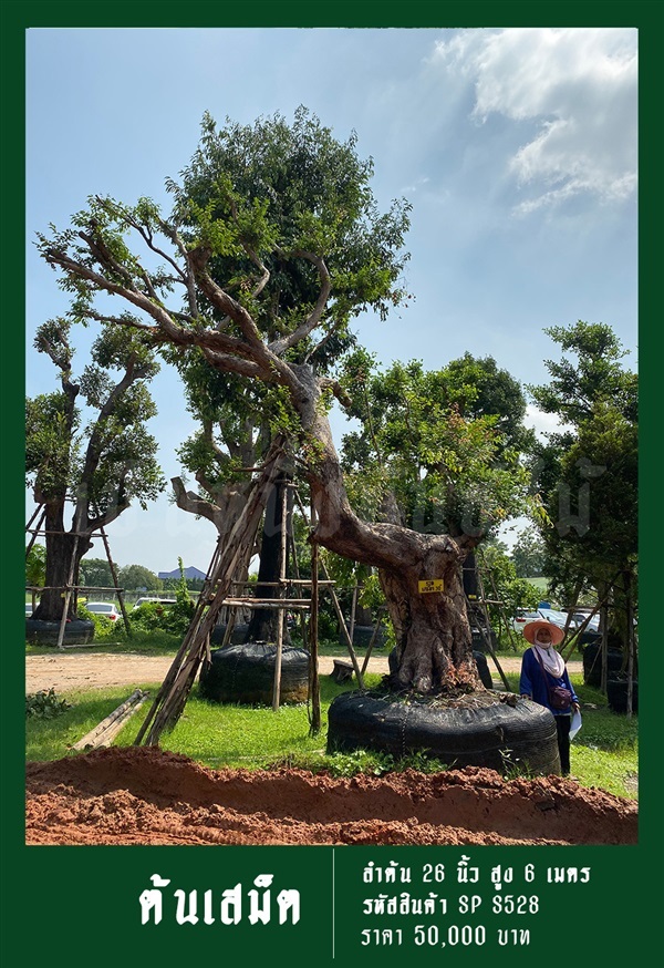 ต้นเสม็ด NO.528 | สวนเป็นหนึ่งพันธุ์ไม้ - วัฒนา กรุงเทพมหานคร