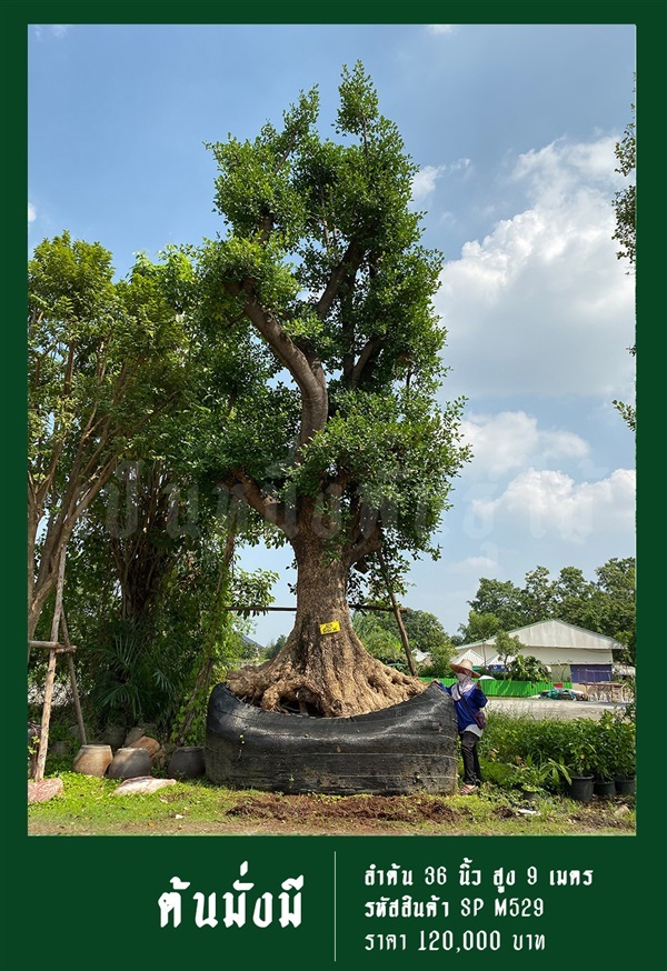 ต้นมั่งมี NO.529 | สวนเป็นหนึ่งพันธุ์ไม้ - วัฒนา กรุงเทพมหานคร