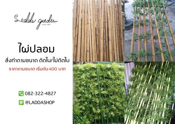 ไผ่ปลอม  | laddagarden - ลาดหลุมแก้ว ปทุมธานี