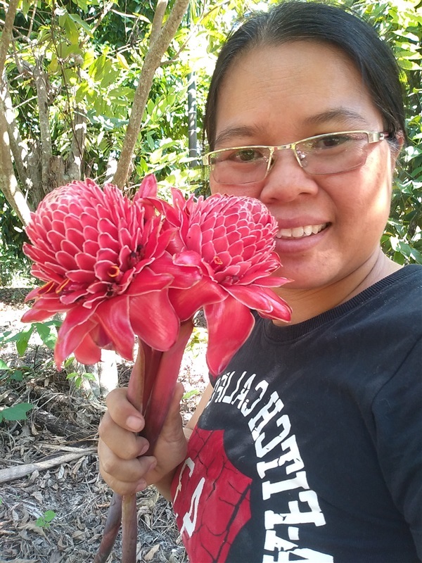 ขายพันธุ์ดาหลา สีแดง ชมพู ขาว | เมล็ดพันธุ์ดี เกษตรวิถีไทย - เมืองระยอง ระยอง