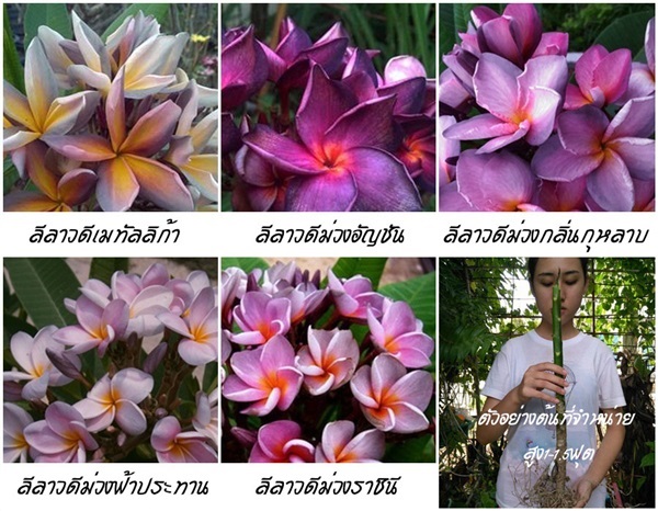 ลีลาวดีสีม่วงสวยๆ (จัดชุด5สายพันธุ์) | สวนเบญจรงค์สุคนธ์ -  นครราชสีมา