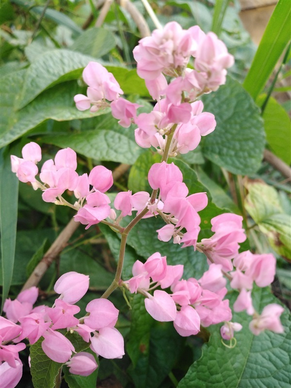 ขายเมล็ดพวงชมพู | เมล็ดพันธุ์ดี เกษตรวิถีไทย - เมืองระยอง ระยอง