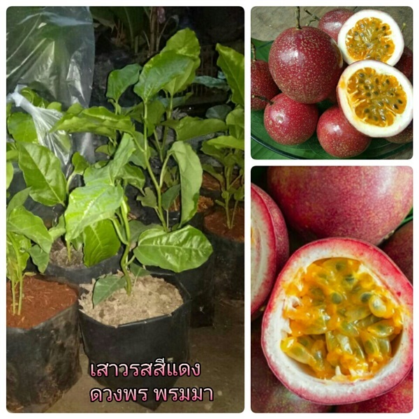 ต้นเสาวรสสีแดง