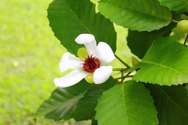 ส้านชะวาดอกขาว | ailun farm - เบตง ยะลา