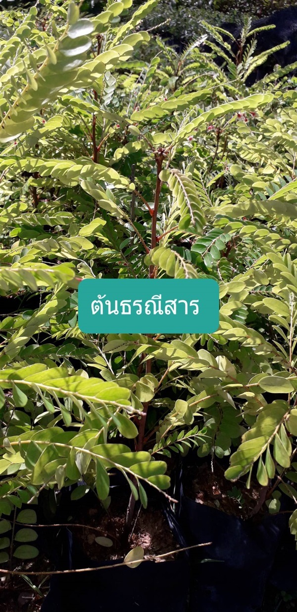 ต้นธรณีสาร