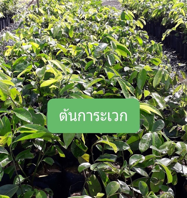 ต้นการะเวก | โชค พันธุ์ไม้ - เมืองปราจีนบุรี ปราจีนบุรี