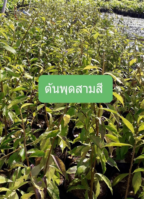 ต้นพุดสามสี | โชค พันธุ์ไม้ - เมืองปราจีนบุรี ปราจีนบุรี