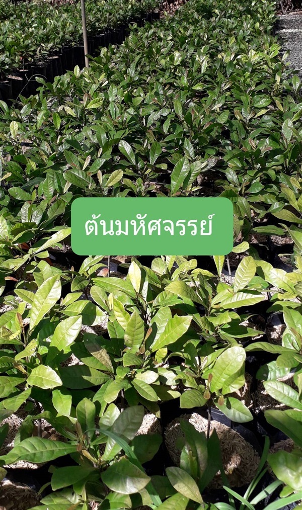 ต้นมหัศจรรย์ | โชค พันธุ์ไม้ - เมืองปราจีนบุรี ปราจีนบุรี