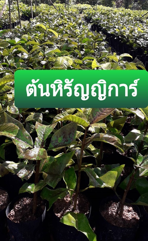 ต้นหิรัญญิการ์