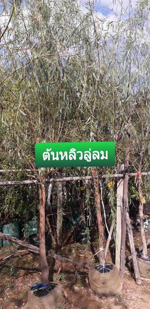 ต้นหลิวลู่ลม | โชค พันธุ์ไม้ - เมืองปราจีนบุรี ปราจีนบุรี