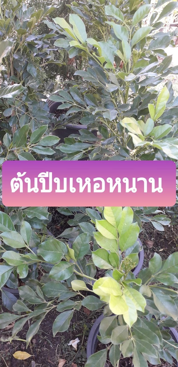 ต้นปีปเหอหนาน | โชค พันธุ์ไม้ - เมืองปราจีนบุรี ปราจีนบุรี