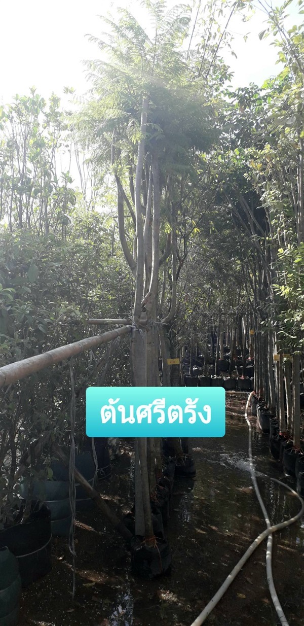 ต้นศรีตรัง | โชค พันธุ์ไม้ - เมืองปราจีนบุรี ปราจีนบุรี