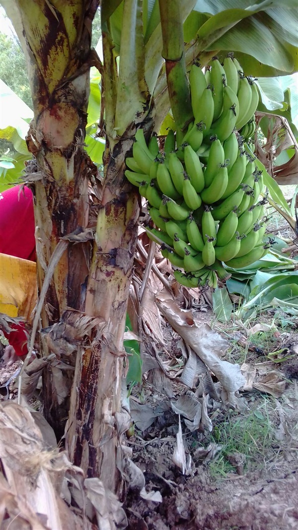 กล้วยหอมค่อม ส่งเก็บเงินปลายทาง | สวนพันธุ์ไม้ ป๊อบ - องครักษ์ นครนายก
