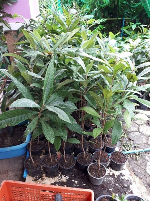 ต้นปีแป๊ะ โลควอท ( Loquat ) หรือ ปี่แป๋ ( Eriobotrya japonic | วันเดอร์กรีน - เชียงดาว เชียงใหม่