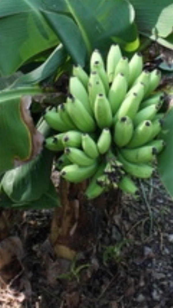 กล้วยหอมค่อม ส่งเก็บปลายทาง | สวนพันธุ์ไม้ ป๊อบ - องครักษ์ นครนายก