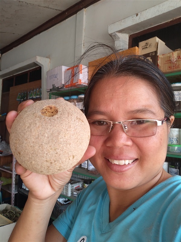 ขายเมล็ดพร้อมเพาะ มะขวิด | เมล็ดพันธุ์ดี เกษตรวิถีไทย - เมืองระยอง ระยอง