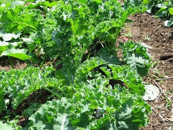 เมล็ดพันธุ์คะน้าใบหยิก(Kale) | เมล็ดพันธุ์การเกษตร - สีชมพู ขอนแก่น