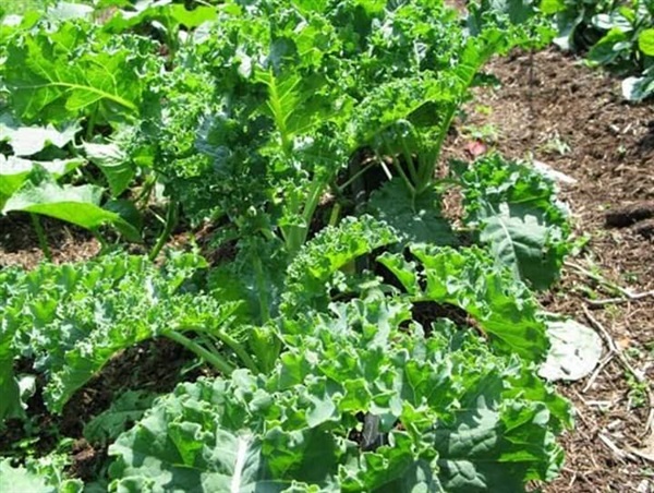 เมล็ดพันธุ์คะน้าใบหยิก(Kale)