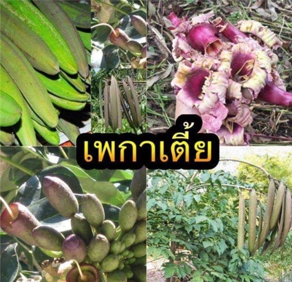 เมล็ดพันธุ์เพกาไต้หวันต้นเตี้ย หรือลิ้นฟ้า | เมล็ดพันธุ์การเกษตร - สีชมพู ขอนแก่น