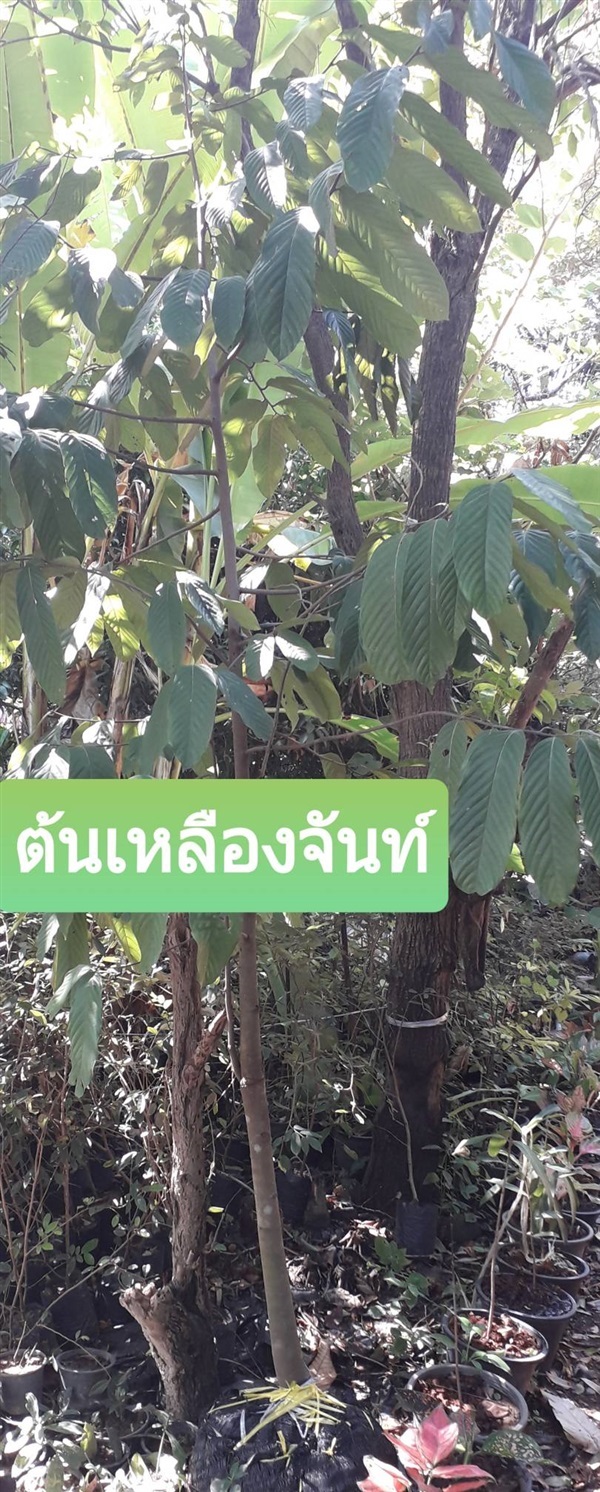 ต้นเหลืองจันทน์ | โชค พันธุ์ไม้ - เมืองปราจีนบุรี ปราจีนบุรี