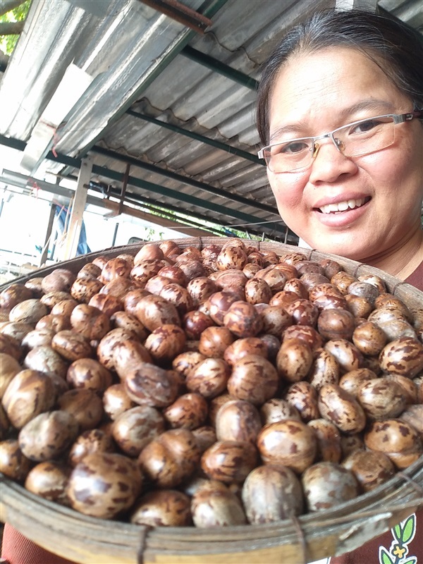 ขายเมล็ดยางพาราจำนวนมาก | เมล็ดพันธุ์ดี เกษตรวิถีไทย - เมืองระยอง ระยอง