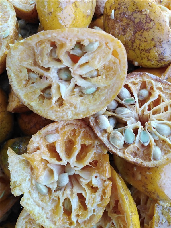 ขายเมล็ดส้มเขียวหวาน | เมล็ดพันธุ์ดี เกษตรวิถีไทย - เมืองระยอง ระยอง