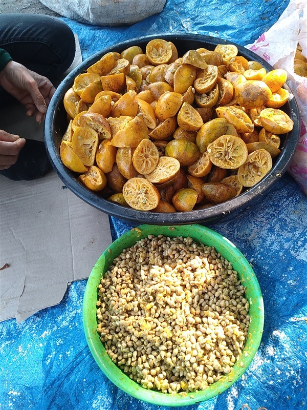 ขายเมล็ดส้มเขียวหวาน | เมล็ดพันธุ์ดี เกษตรวิถีไทย - เมืองระยอง ระยอง