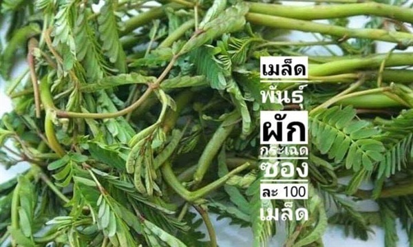 เมล็ดพันธุ์ผักกระเฉด ซื้อ3แถม1 | เมล็ดพันธุ์การเกษตร - สีชมพู ขอนแก่น