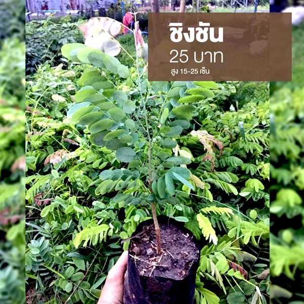 ชิงชัน | มนตรี สวนป่าไม้เศรษฐกิจ - โพธาราม ราชบุรี