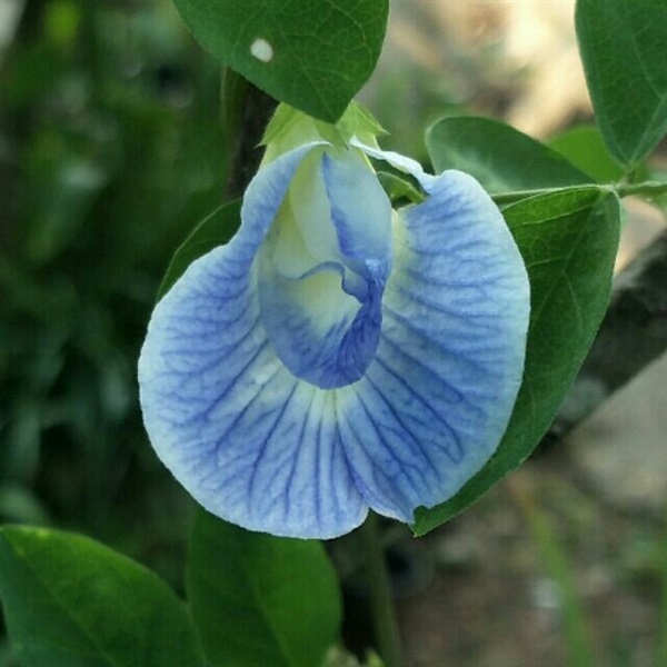 เมล็ดดอกอัญชันสีฟ้า (พร้อมส่ง) | บ้านนี้มีต้นไม้ - เมืองราชบุรี ราชบุรี