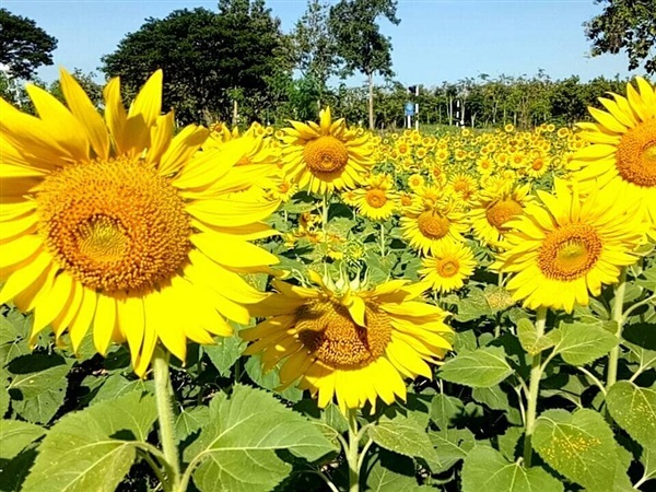 เมล็ดทานตะวันปลูกดอก/เพาะต้นอ่อน | พรรณาการ์เด้น - สวรรคโลก สุโขทัย