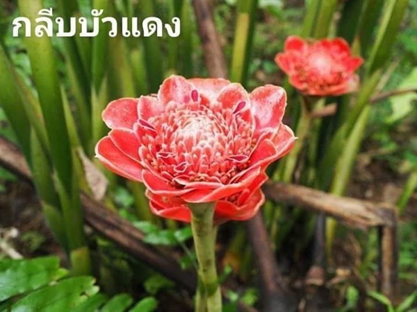 ต้นดาหลากลีบบัวแดง | YasiYaci - ชะอวด นครศรีธรรมราช