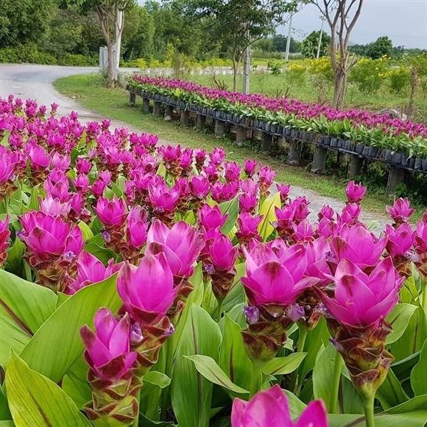 หัวปทุมมา กระเจียว เข้าพรรษา | อู่ทอง พรรณไม้ - อู่ทอง สุพรรณบุรี