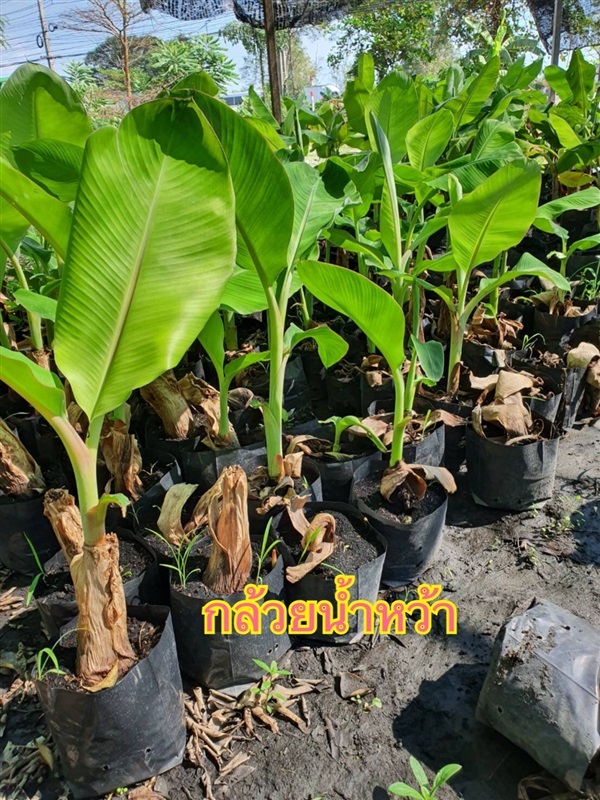 กล้วยน้ำหว้า | สวนนลินธรณ์ - ธัญบุรี ปทุมธานี