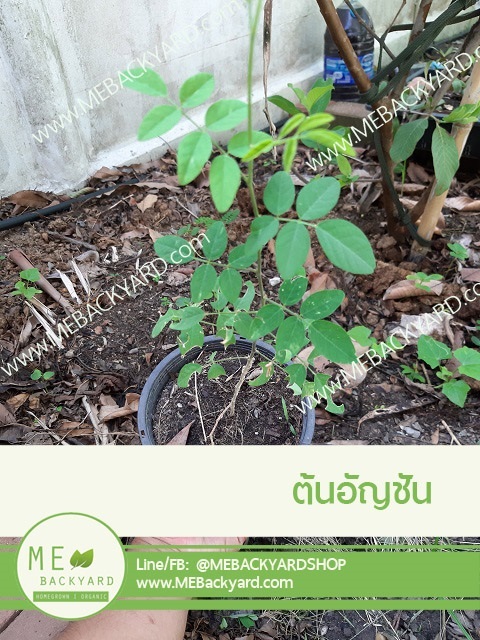 ต้นอัญชัน | Mebackyard -  สมุทรสาคร