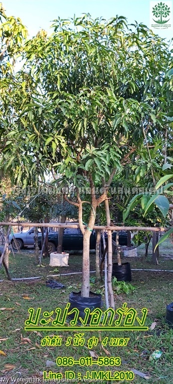 ขายต้นมะม่วงอกร่อง ลำต้น 5 นิ้ว สูง 4 เมตร ฟอร์มสวย | จริงใจไม้มงคล แอนด์ แลนด์สเคป - ลำลูกกา ปทุมธานี