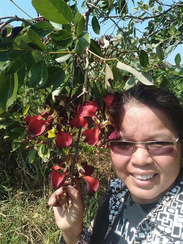 มโนรมย์ ทองหลางดอกแดง | เมล็ดพันธุ์ดี เกษตรวิถีไทย - เมืองระยอง ระยอง