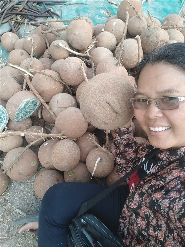 สาละลังกา ลูกปืนใหญ่ | เมล็ดพันธุ์ดี เกษตรวิถีไทย - เมืองระยอง ระยอง