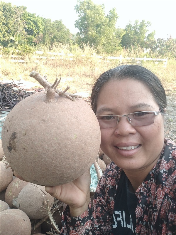 สาละลังกา ลูกปืนใหญ่ | เมล็ดพันธุ์ดี เกษตรวิถีไทย - เมืองระยอง ระยอง