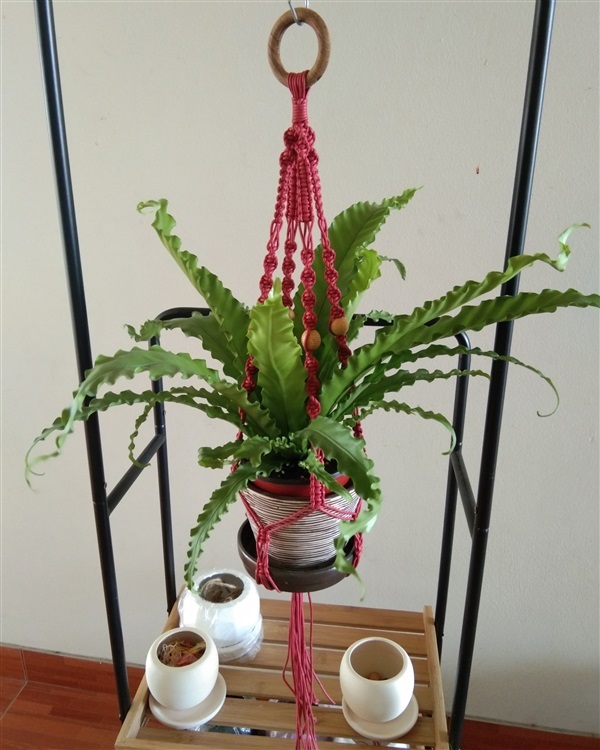 ที่แขวนกระถางต้นไม้ | Macrame plant hanger - บางขุนเทียน กรุงเทพมหานคร