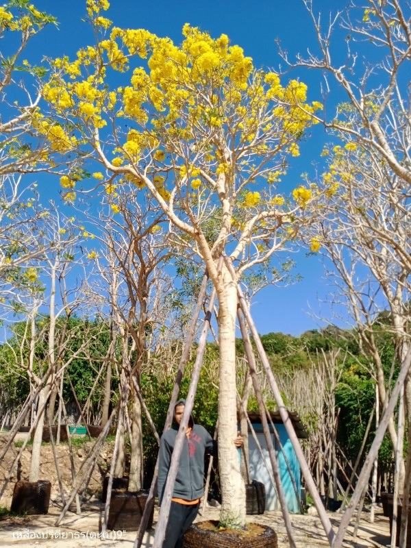 เหลืองปรีดียาธร ตะเบ